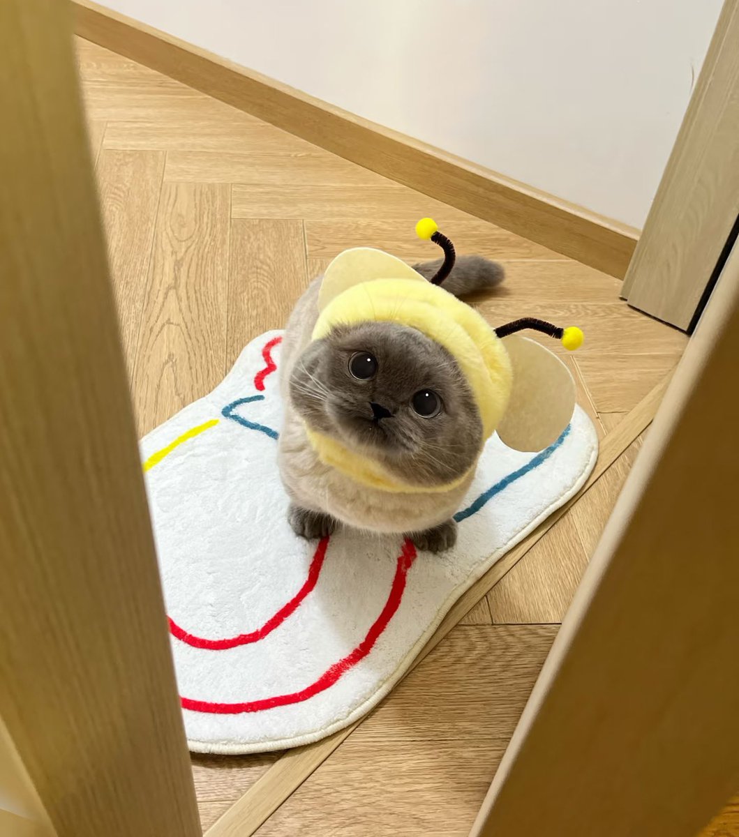 癒しの動物 tweet media