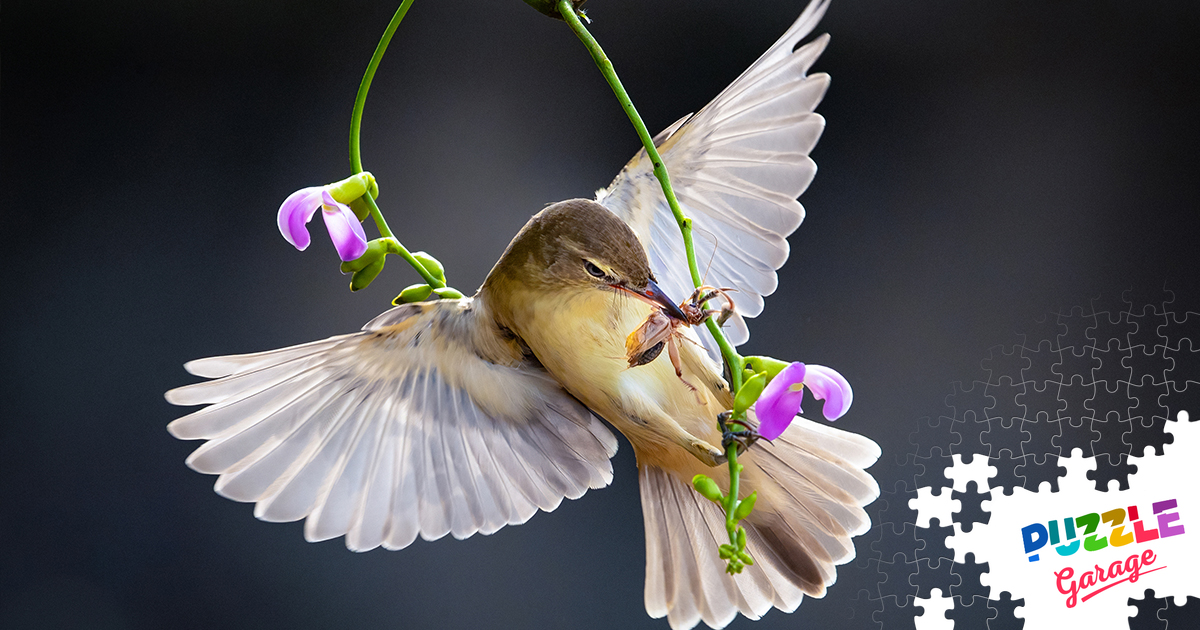 puzzlegarage's tweet image. Take a break and enjoy some peaceful puzzling at #PuzzleGarage! 🥰🧩

Start with our latest addition from the &quot;Birds&quot; collection – the stunning Eastern Reed Warbler. Enjoy the beauty of nature, one piece at a time. 💚

👉 puzzlegarage.com/puzzle/19643/

#RelaxingFun #OnlineGame