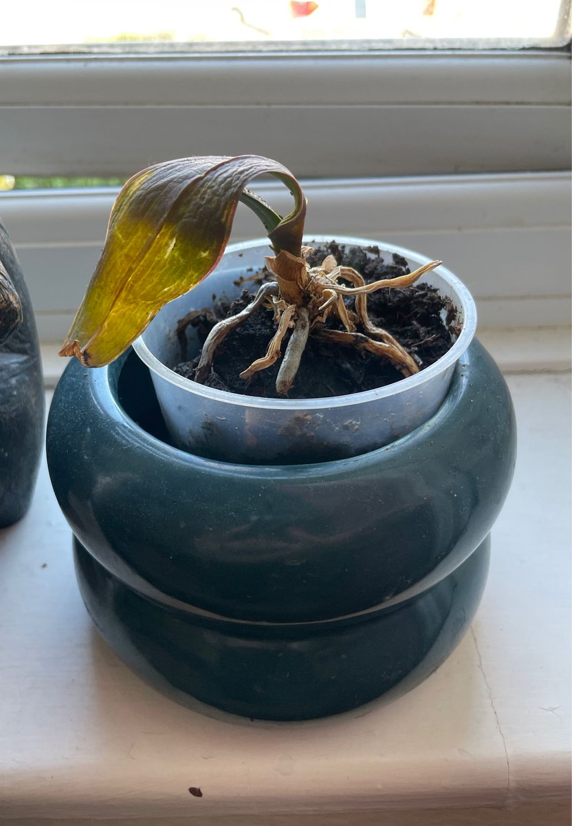 nickluckham's tweet image. My partner found this slowly wasting away in the teenager’s room. We have named it Leif Erikson and will nurse it back to health.