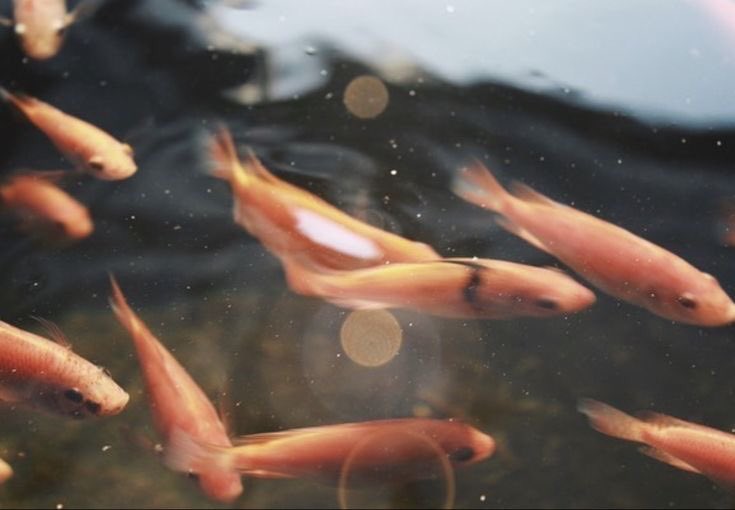 𝗦𝗧𝗢𝗥𝗬 𝗦𝗘𝗥𝗜𝗘𝗦 -  조용히 쓰인 플롯
✎  Sirip Ikan dan Riak Air