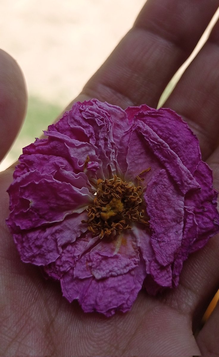 مرجھا گیا ہے پھول، مگر خوشبو باقی ہے
وقت چھین لے رنگ، پر یادیں باقی ہیں 🌸

#UrduPoetry