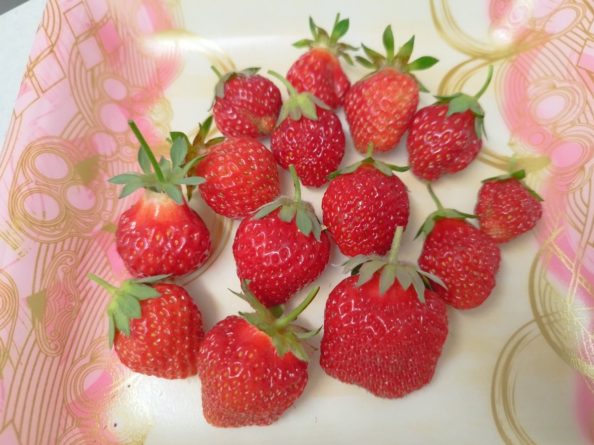 Atsuko-ele910n／Rio tweet media