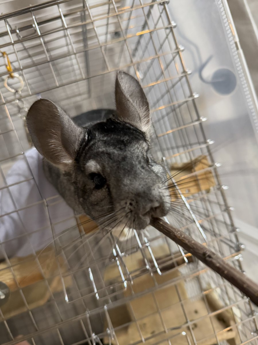 chinchilla_fuu's tweet photo. すごーくすごーくお久しぶりです🐭
主は無事に子を出産して3ヶ月にまで至りました～～👶🏻
ふぅちゃんはお姉ちゃんになりました🐭✨️
そして最近引越しもあってバタバタでやっと落ち着き…かと思えば季節の変わり目で急に暑くなったりで、ふぅちゃん心配ですが毎日元気にしております☺️✨️

#チンチラ https://t.co/cnIm4LPJhf