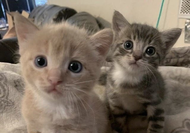 sheepbabu's tweet image. 