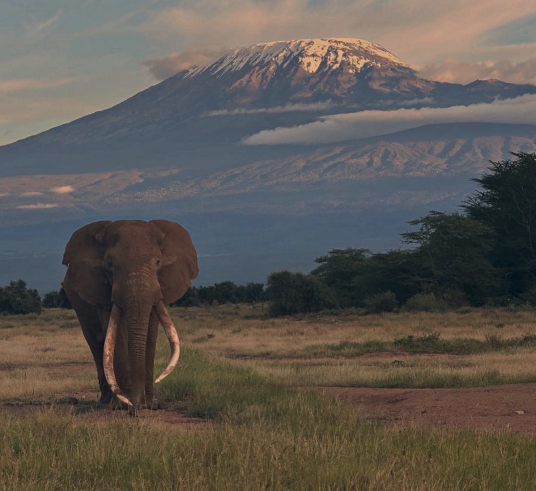 Craig born in 1972 - the same year our project began- is still going strong over 50 years later. Still seen in musth, he’s a vital part of the population - and a symbol of whats possible when elephants are protected and free to thrive.