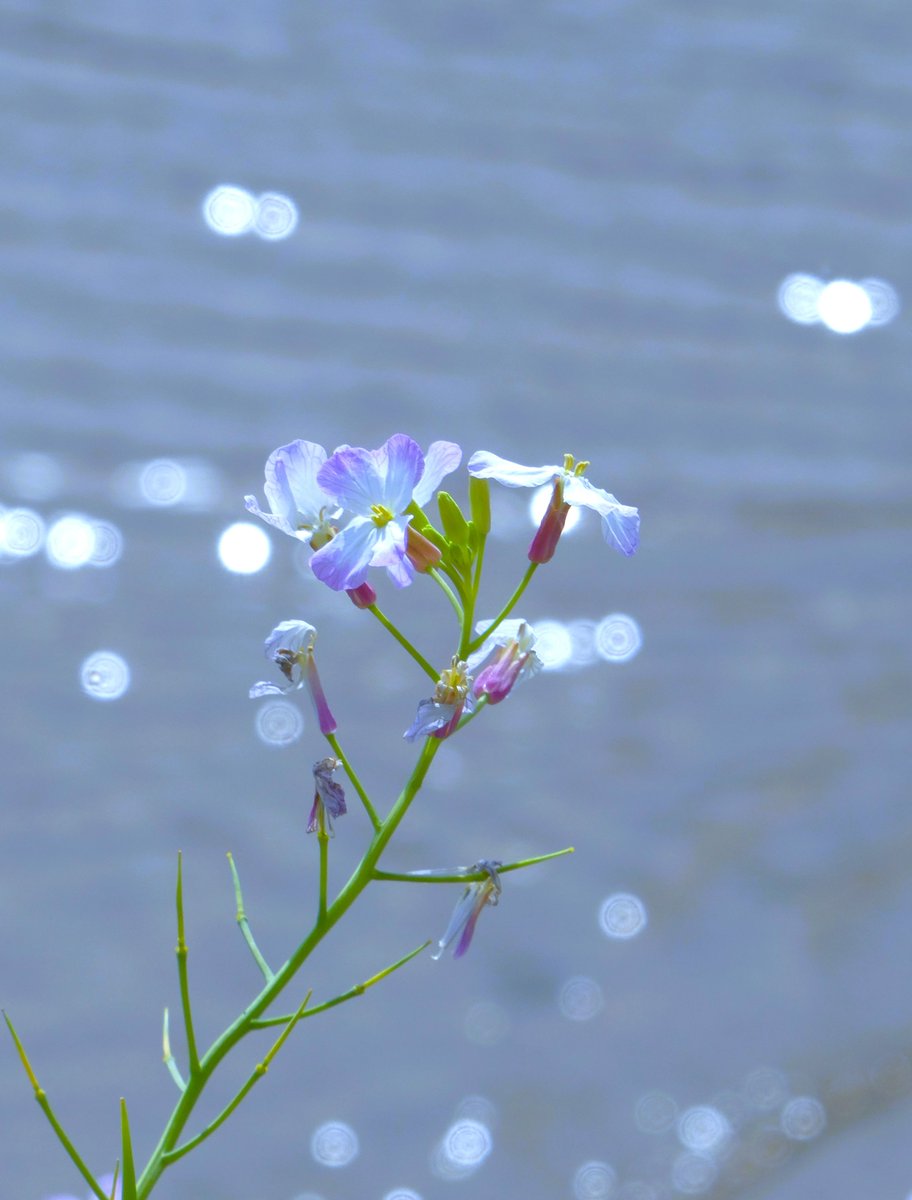 FirstlawC's tweet photo. 今日も一日おつかれさまでしたー🙂
＃ハマダイコン の花(氷見市 島尾海岸にて) https://t.co/5I7r0n9QEo