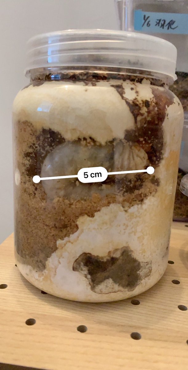 ニジイロクワガタなのですが、幼虫がでかくなりすぎているような気が…
他の子は、普通のサイズですがこの子だけ異様にデカい💧たとえなら、小さめのタランドゥスとか、オオクワガタとかの幼虫のサイズ。ニジイロで、これくらいはよくでるんですかね⁇