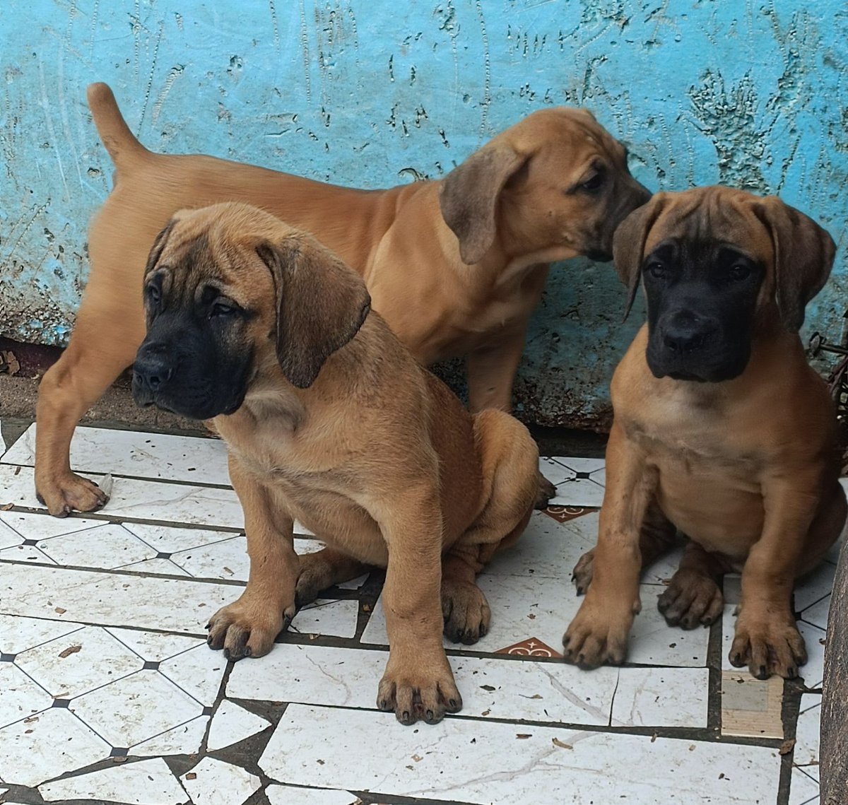 Boerbell puppies available 🐶🏡🌅🐾
3 months old 📆⏳️
All vaccinations upto date 🧧🏥
50000kshs 
Don't forget to like and repost 🐾😊