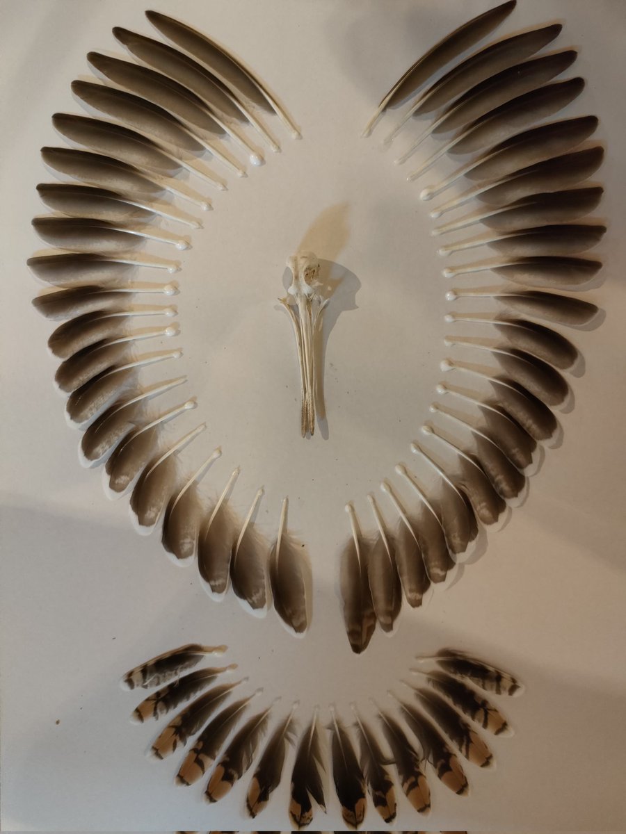 トビの翼標本 猛禽類の翼 トビ - Photo_log 森羅万象