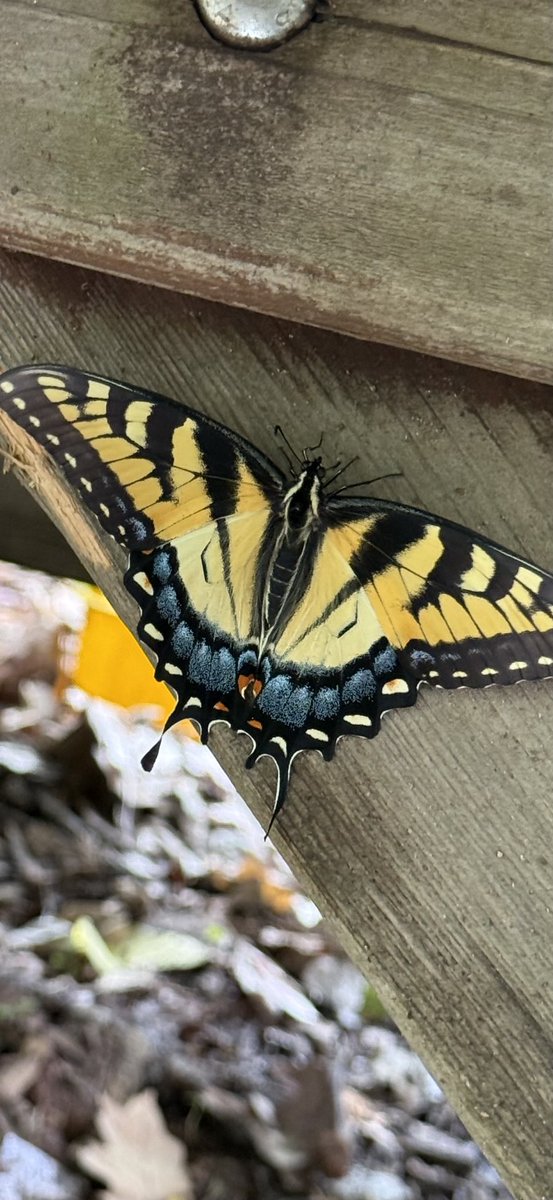 ThirtyOneCran's tweet image. one of my students in garden class noticed this Swallowtail butterfly 

so elated to share this picture with 
you