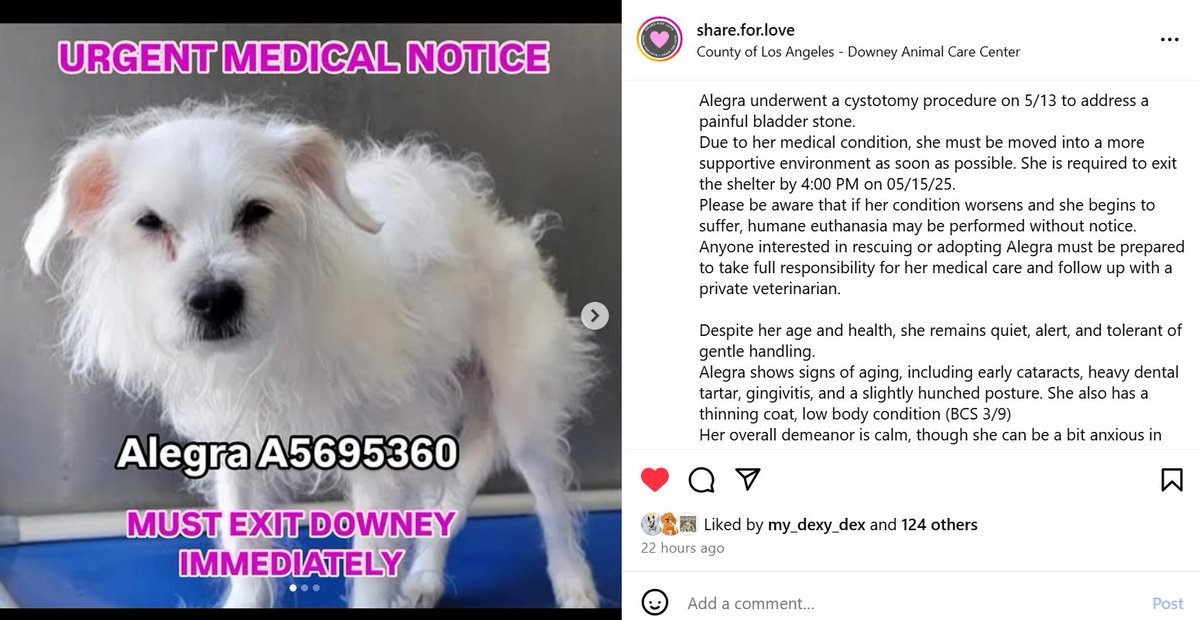 mapleveewesem's tweet photo. Here is the third medical senior - 15 yo, 10 lb Alegra who has already had urinary tract surgery and needs a soft, warm, quiet place to recuperate. Adoptable, or please ask about fostering for rescue🙏
#A5695360 https://t.co/HmeW5BEPYg