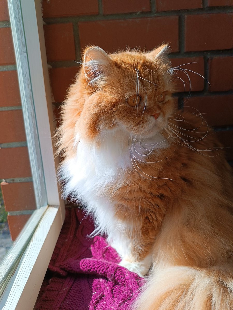 Солнечный сэр.