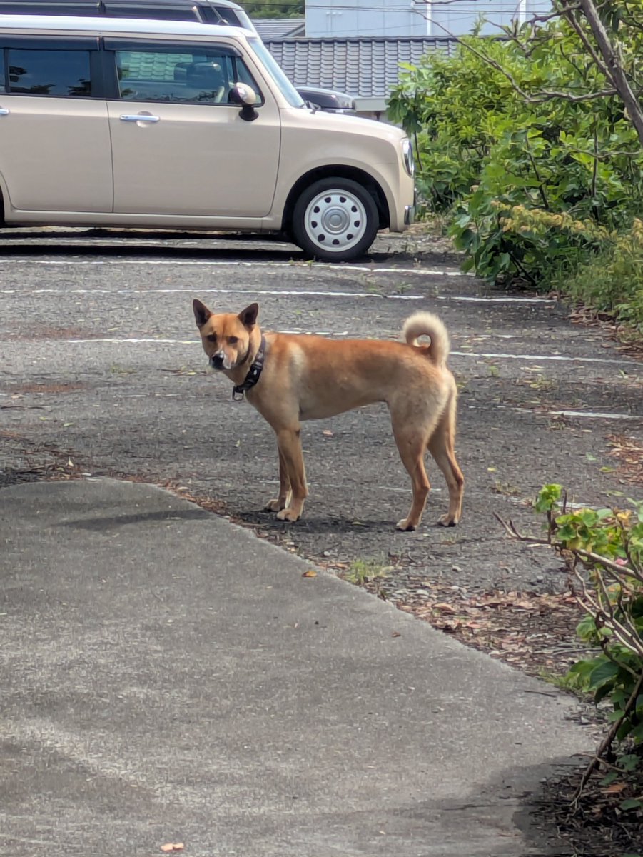駐車場に首輪をした迷い犬🤥
2025/05/17 14:34時点の写真

座っておいでおいで。すると
逃亡しました