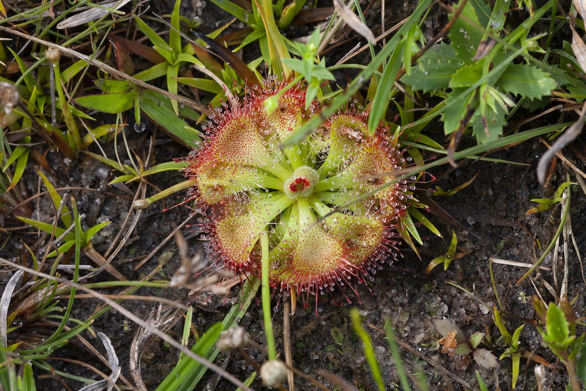 Have you seen the "Honey Dew" on safari? This carnivorous plant is seasonal  and easily missed on safari when your only objective is leopard. #srilanka  #srilankansafari #wilpattu #honeydew #zero3images #natgeowild  #canonwildlife #canonasia #