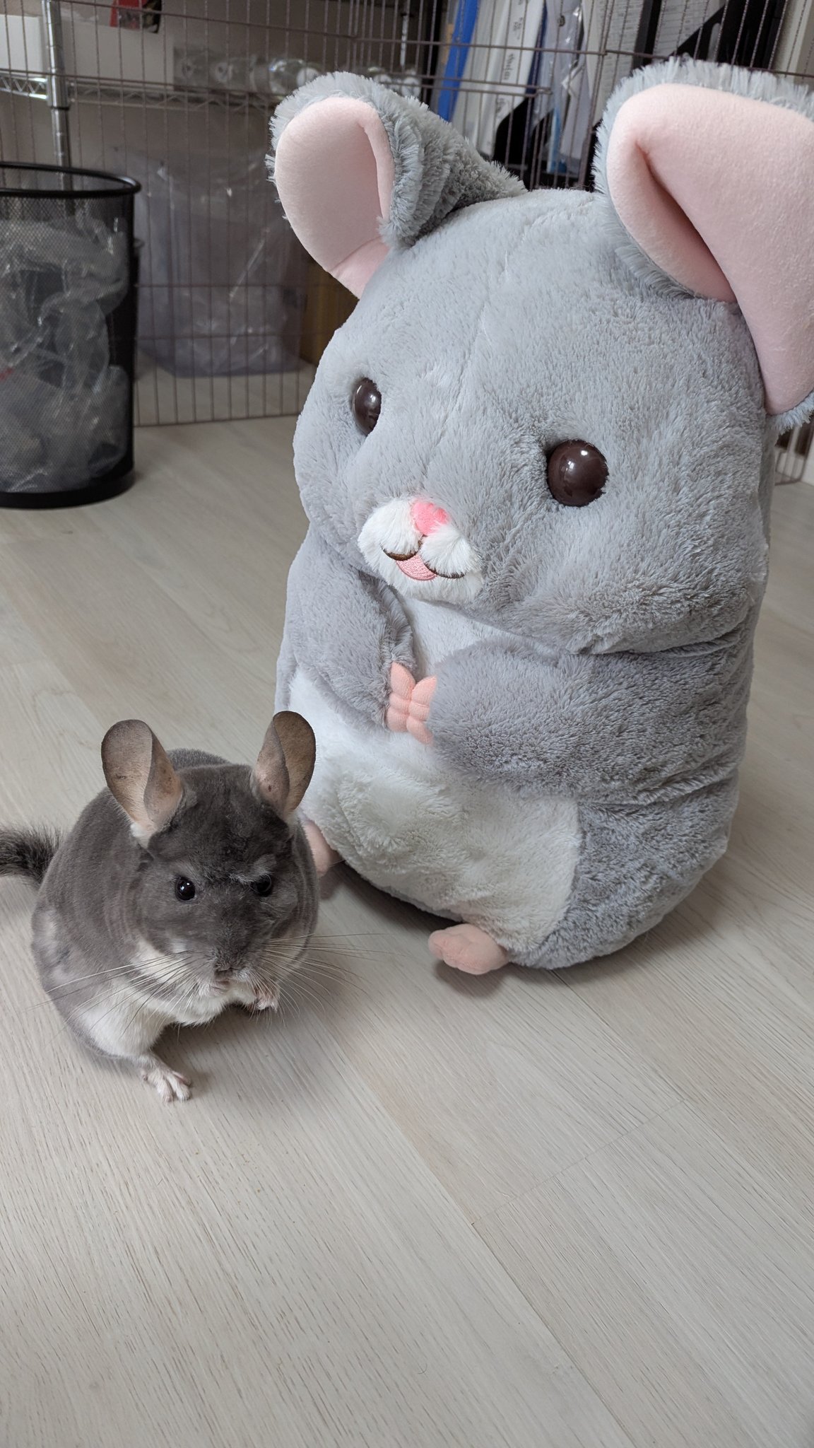 ちぃさま チンチラちゃん専用のおやつ