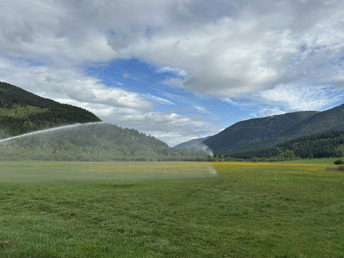"Nature's vibrant canvas! This stunning view captures a field bursting with yellow flowers, leading the eye down the valley towards majestic mountains in the background. It’s a reminder of the beauty that surrounds us and the simple joys of a sunny day.  #Field #MountainViews"