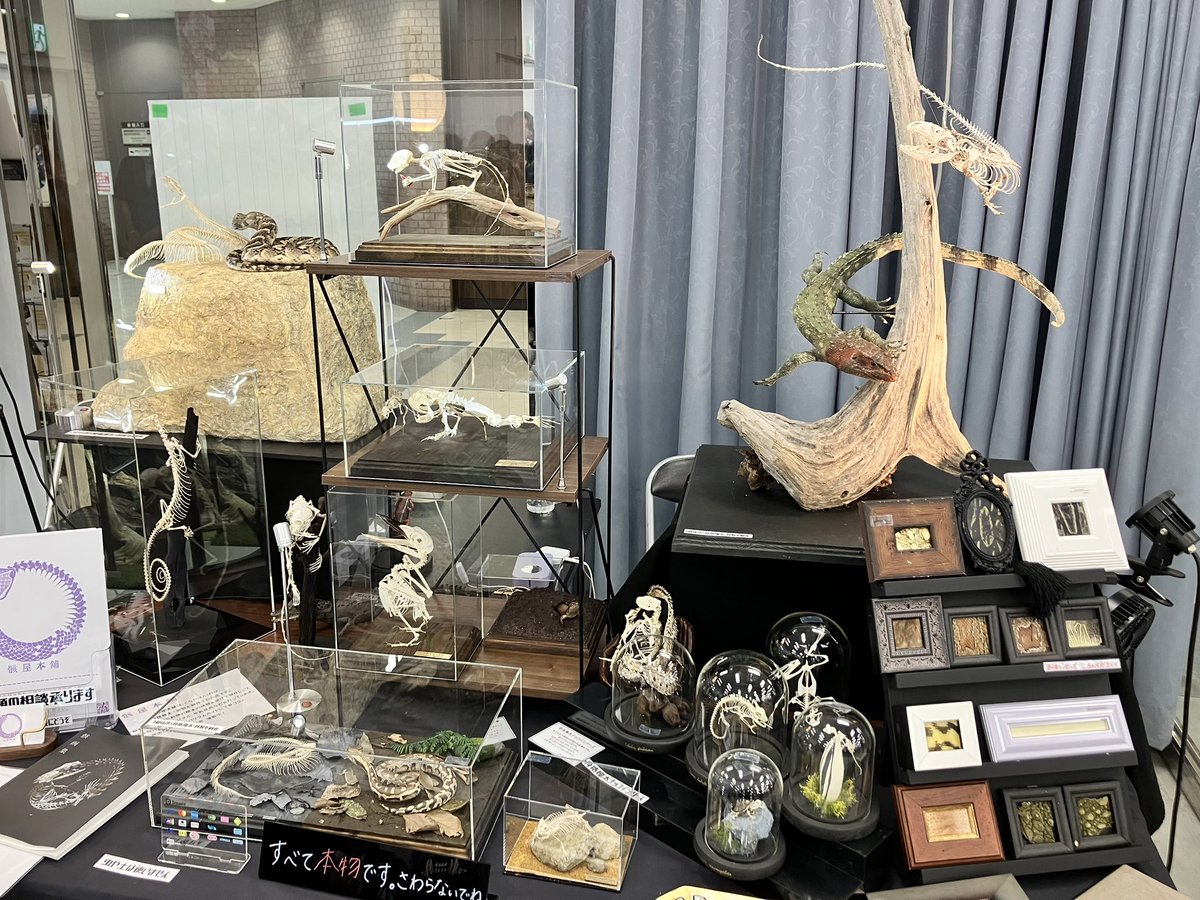 mukuroyahonpo's tweet image. 遅れましたが東レプ開場しています!
パフアダーとカイマントカゲの両取りを連れてきました。
2日間よろしくお願いいたします🙇♀️