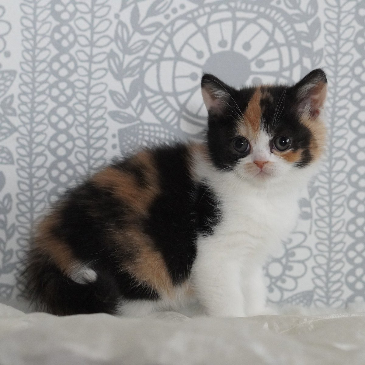 oage_cat's tweet photo. 0歳 → 3歳 https://t.co/L1QfR0ePFm