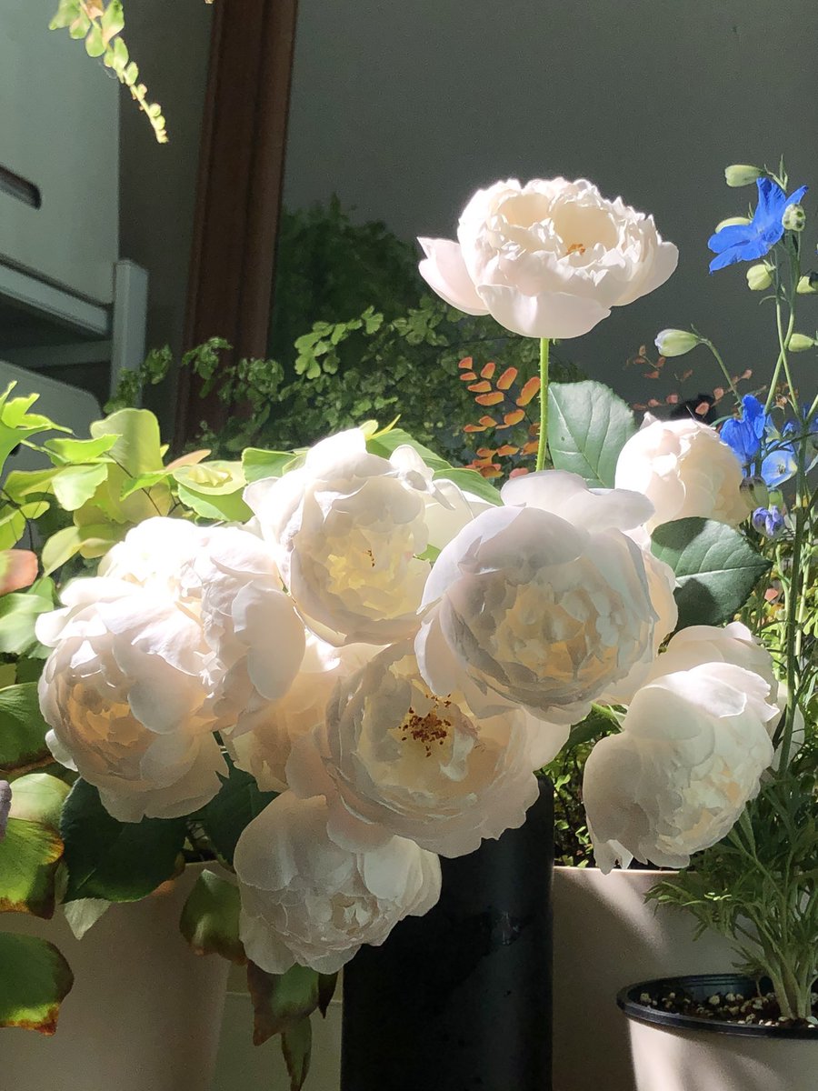 저의 최애 장미는 데스데모나