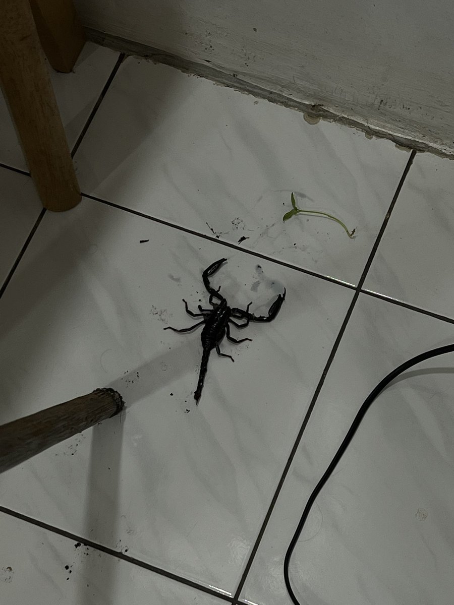 TArrowBoi's tweet image. Just killed a scorpion in my house.
The first one this year.
Worst part about having scorpions appear in your house is that you dont know where the fuck its coming from.

Living in this house is scary sometimes.