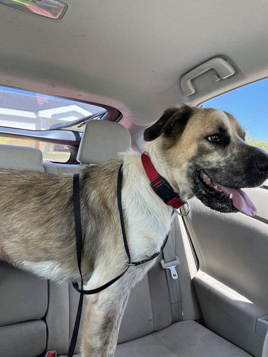 m1mesis's tweet photo. @NiallHarbison I’ve made a 12 hour round trip to pluck a dog from death row. Worth all the effort. Sometimes to save ourselves, we have to do it saving others. https://t.co/0jkG8xMcte