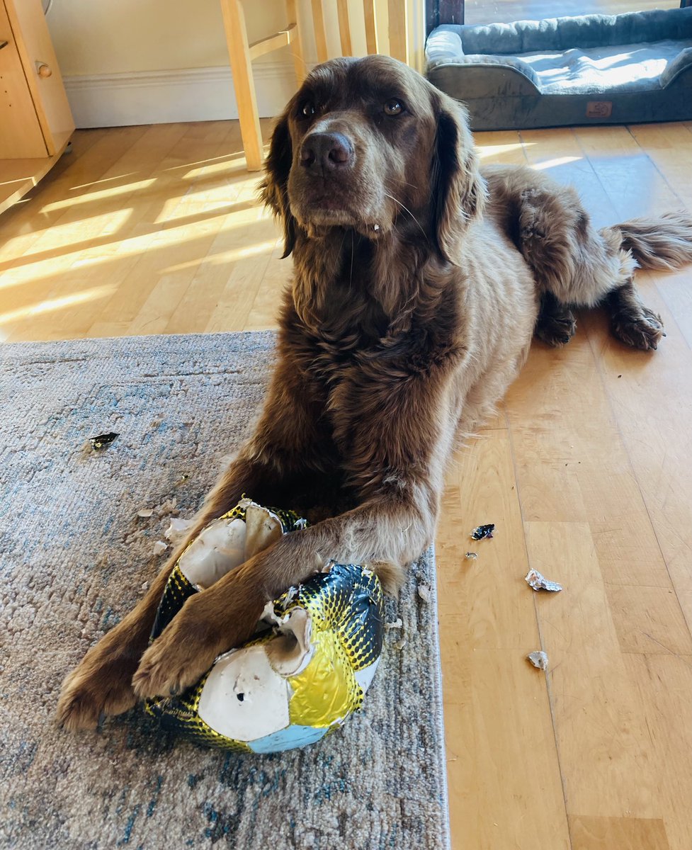 anne_ahickey's tweet photo. Aero: “You said that it’s my ball and I can play with it. That’s exactly what I’m doing!” 
#makingamess
#dogsoftwitter https://t.co/0YWX0LOwFY