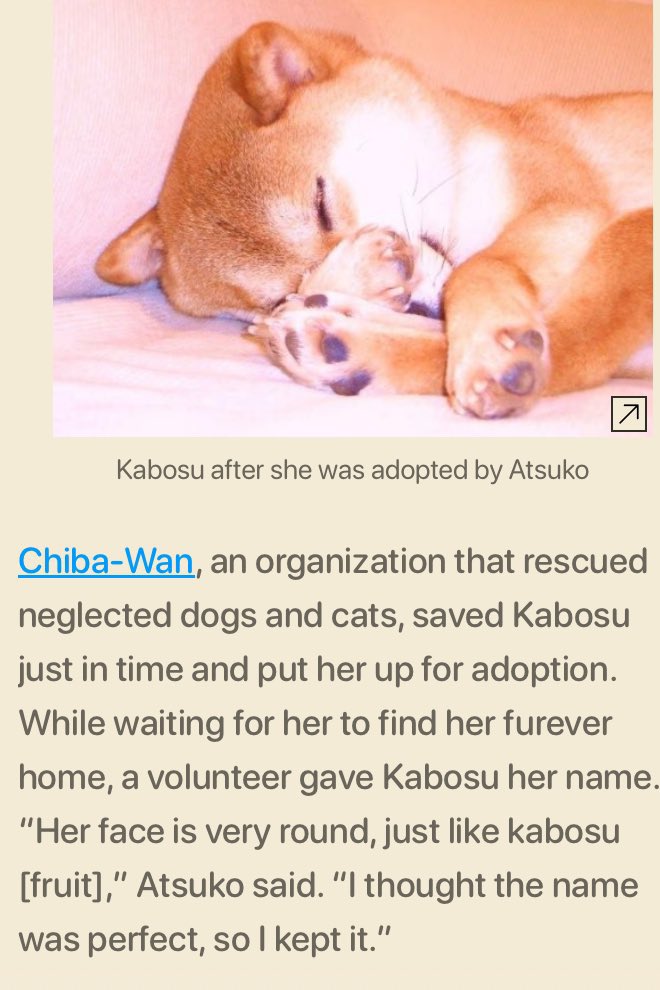 CHIBA (@chib_erc20) on Twitter photo Study the narrativeβ¦
Chibawan <a href="/chibawan_info/">γ‘γ°γγ(η¬η«δΏθ·)</a> made the entire meme space happen by rescuing #Kabosu and her siblings before being adopted by <a href="/kabosumama/">γγΌγγγ</a>
We pay homage to the organisation and Sato for whom made all dog meta possible.
$Chib $Shib $Doge $Neiro $Cocoro Study the narrativeβ¦
Chibawan <a href="/chibawan_info/">γ‘γ°γγ(η¬η«δΏθ·)</a> made the entire meme space happen by rescuing #Kabosu and her siblings before being adopted by <a href="/kabosumama/">γγΌγγγ</a>
We pay homage to the organisation and Sato for whom made all dog meta possible.
$Chib $Shib $Doge $Neiro $Cocoro