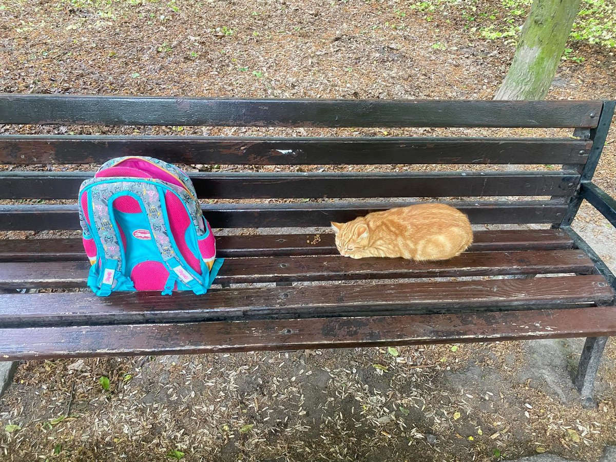 _farba_'s tweet photo. В нас в парку залишили домашнього кота на лавці, з рюкзаком та кормом... немає слів. 

Шукаємо йому нову люблячу родину. Котик на тимчасовій перетримці. https://t.co/SUdCBZwb5f