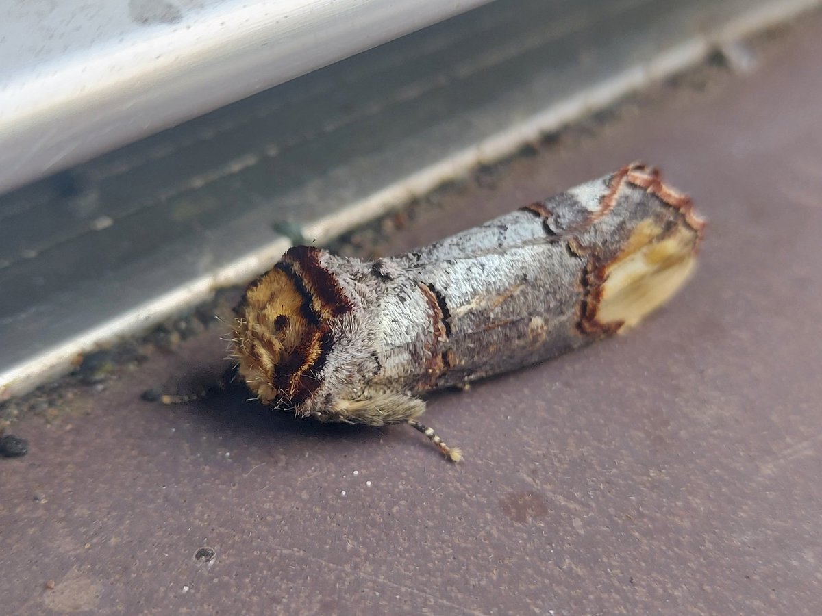 Buff tip in last night's haul.