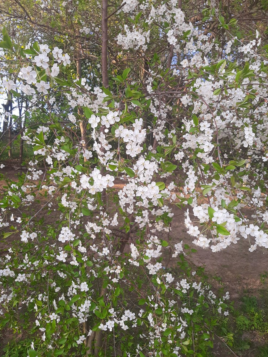 Я читал, что если кот в 4 утра любит орать, шуметь и спать не даёт, нужно перед сном с ним активно поиграть.
Так вот, вчера я узнал, что если прямо перед сном хозяину кота пару часов активно погулять, то играть с котом не обязательно.
Спал как младенец. Кот теперь обижается