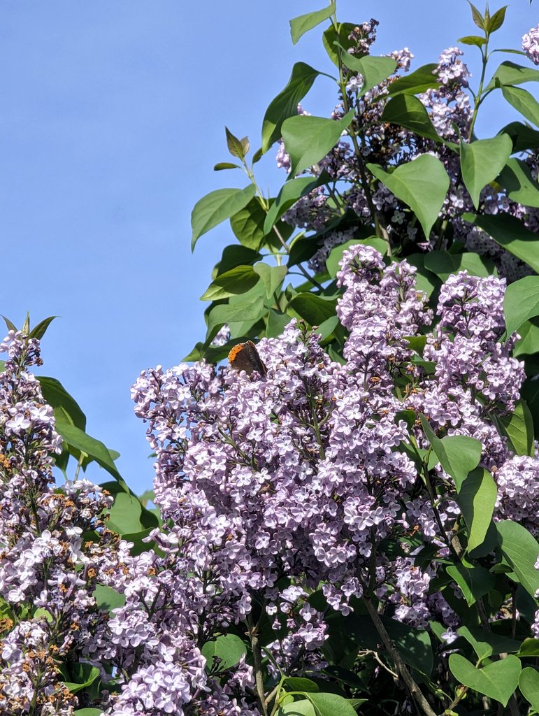 Lilac bloom!