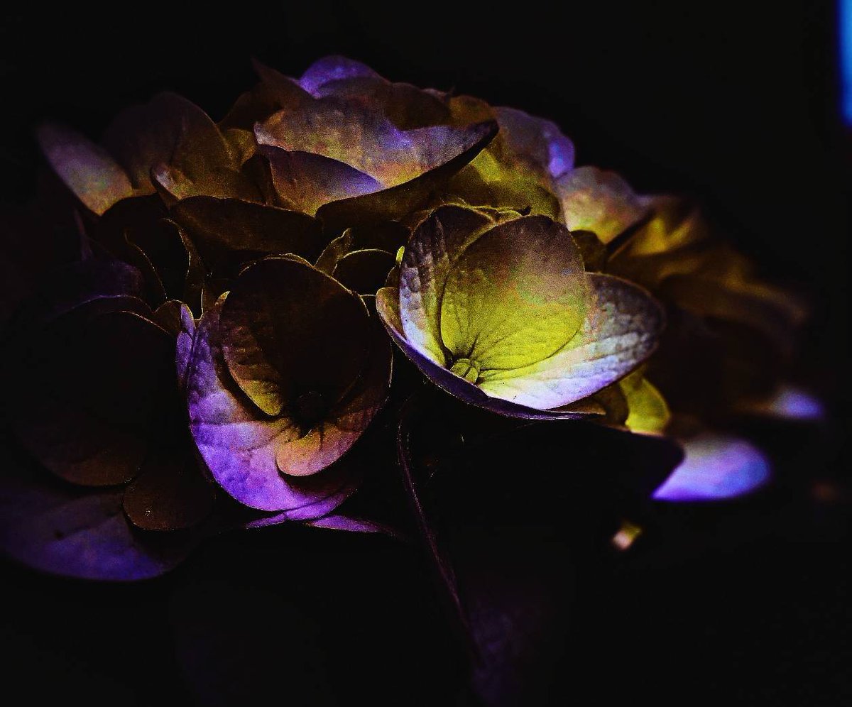9090mayamari's tweet photo. 土曜日の梅雨 レンズの紫陽花
#紫陽花
#flower
#PhotographyIsArt
#Artflower
#キリトリセカイ
#ファインダー越しの私の世界
#写真で伝えたい私の世界
もっと美しく、雫の中で⋯。✾ https://t.co/5J54R6TacU