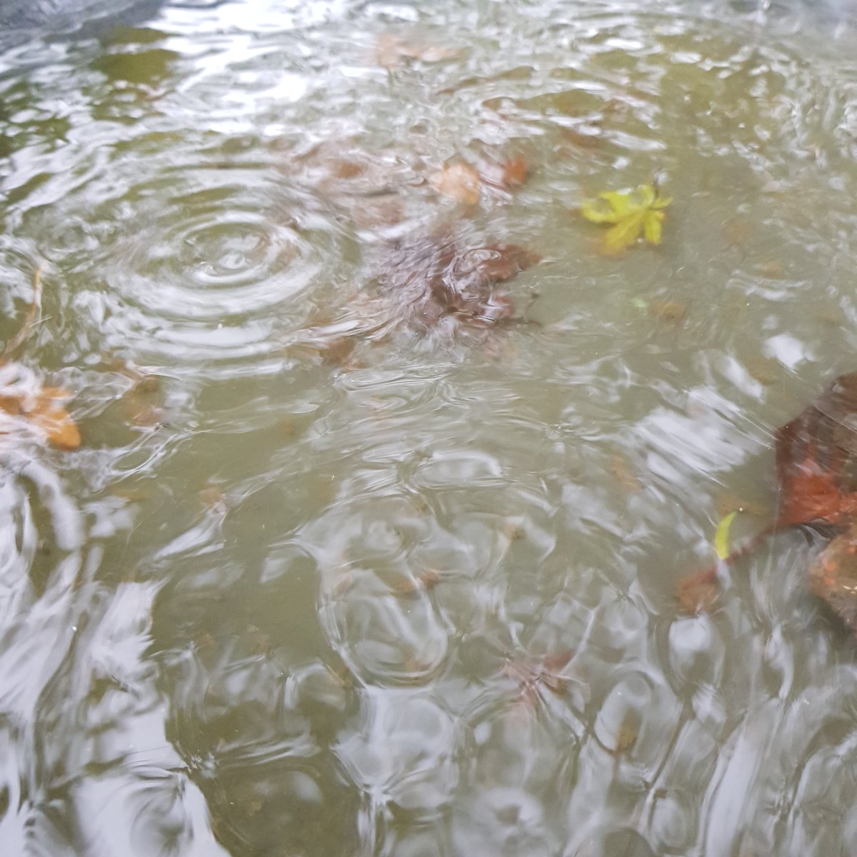 Safety Beach, Portsea and Mt Martha will have GOOD water quality tomorrow. Runoff from today's rain will give us FAIR or POOR conditions elsewhere. bit.ly/3VfPFjh