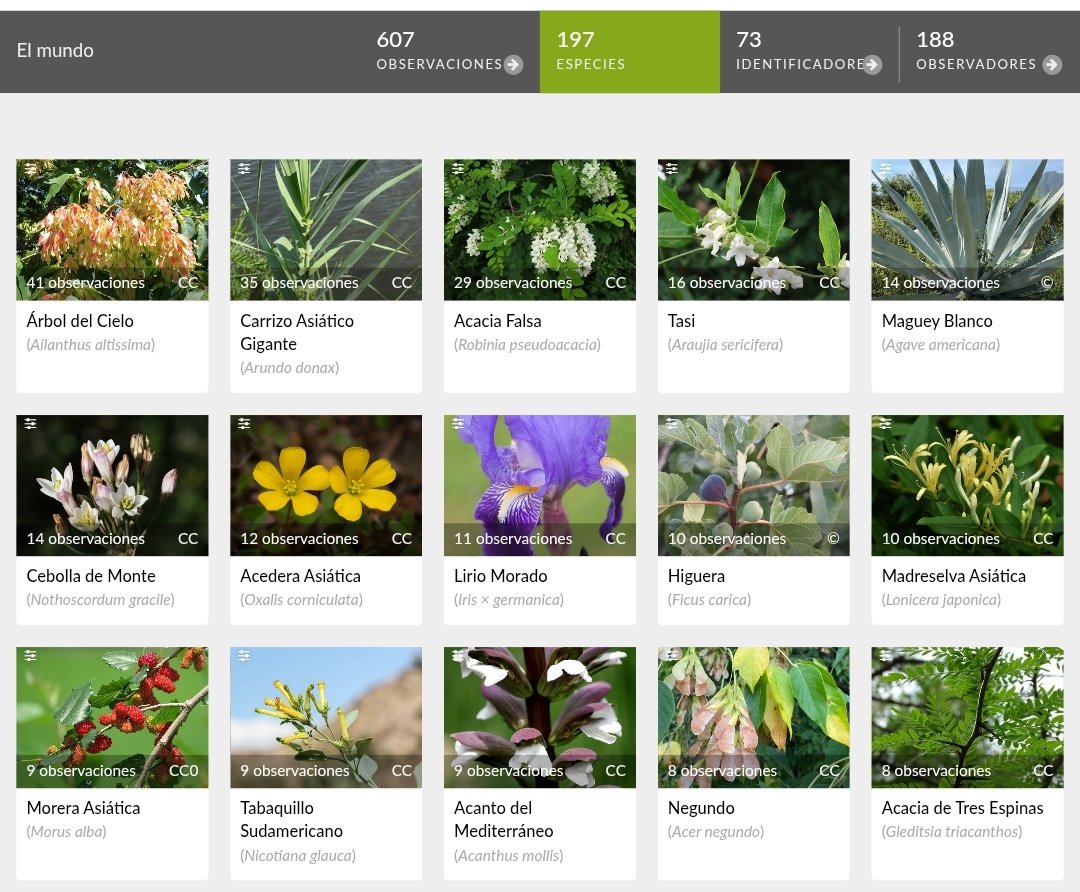 En el Biomaratón de Flora Española no solo registramos las especies nativas, sino que también nos fijamos en las introducidas. Hasta ahora, el ailanto (Ailanthus altissima) y la caña común (Arundo donax) son las más observadas en el #VBiomaratón.

inaturalist.org/observations?i…