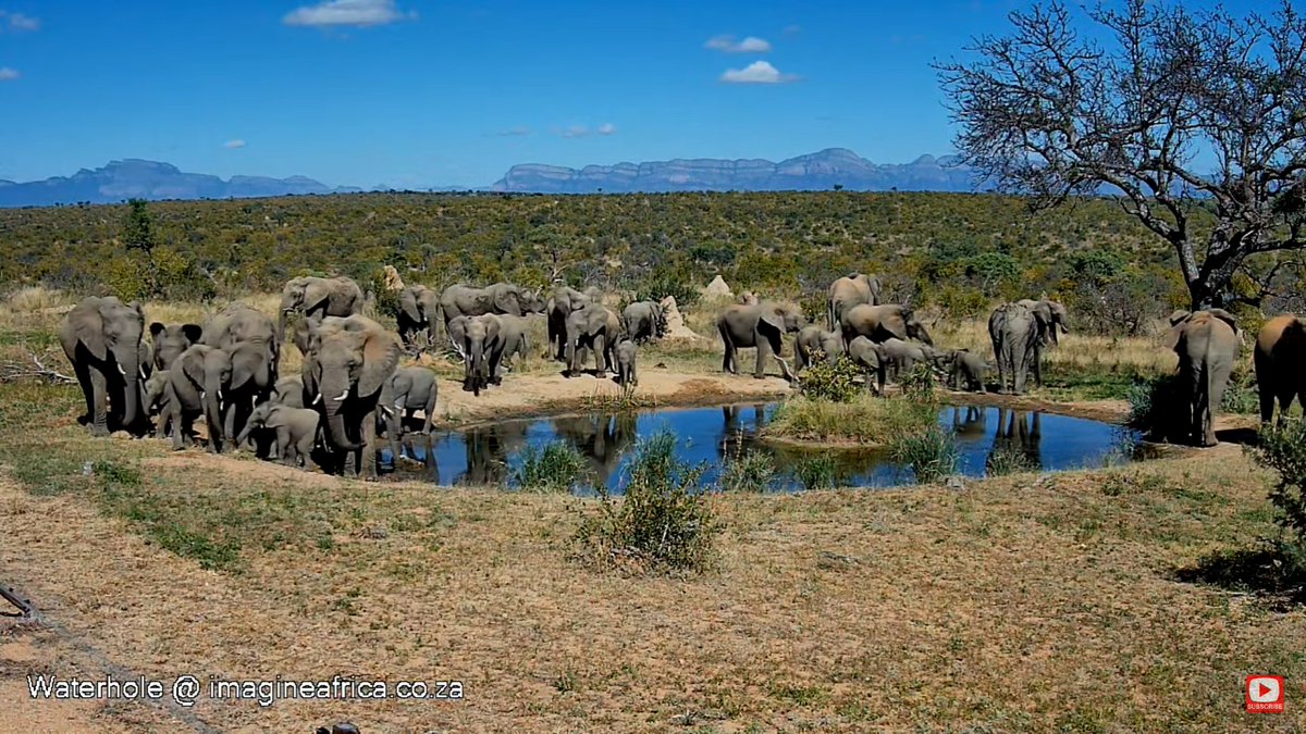 prox4u's tweet photo. #africanwildlive 
ellies at deans waterhole may 17 - 11:15 cat https://t.co/Tb6t84LOa9