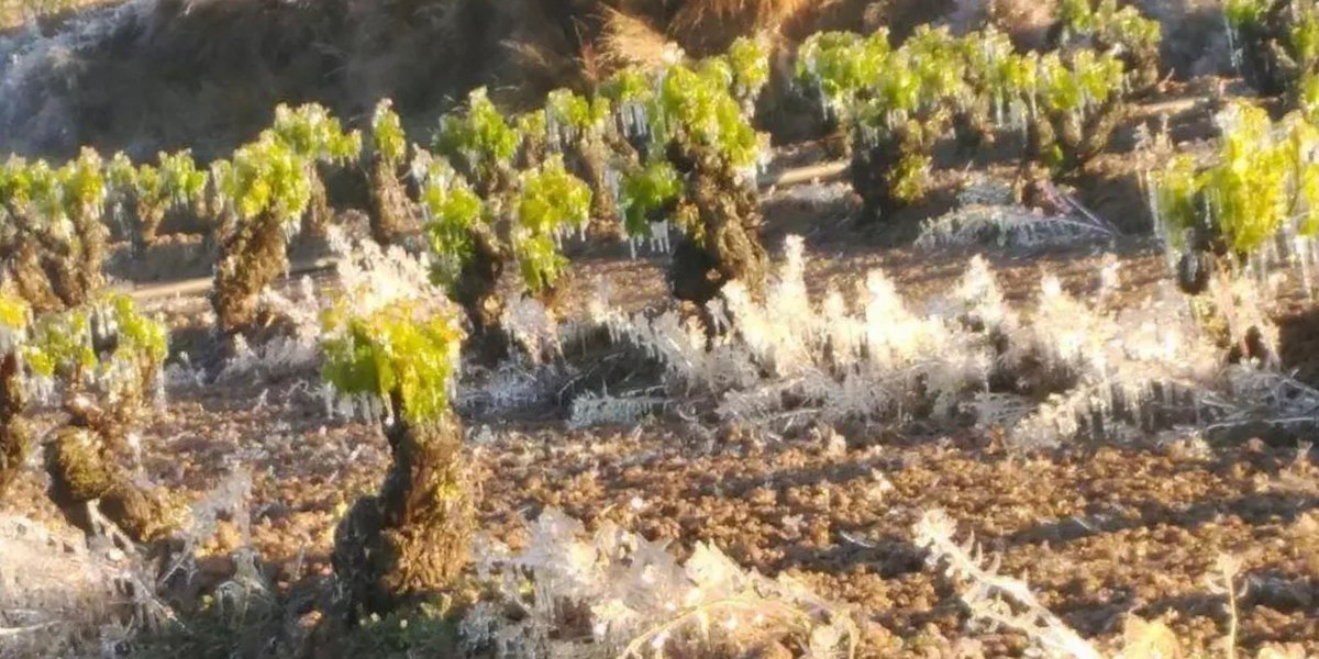 FROSTS: THE INVISIBLE THREAT IN RIBERA DEL DUERO
At FERRATUS, protecting the vineyard is a task that begins long before the growing cycle awakens. 
👉ferratus.es/frosts-the-inv…