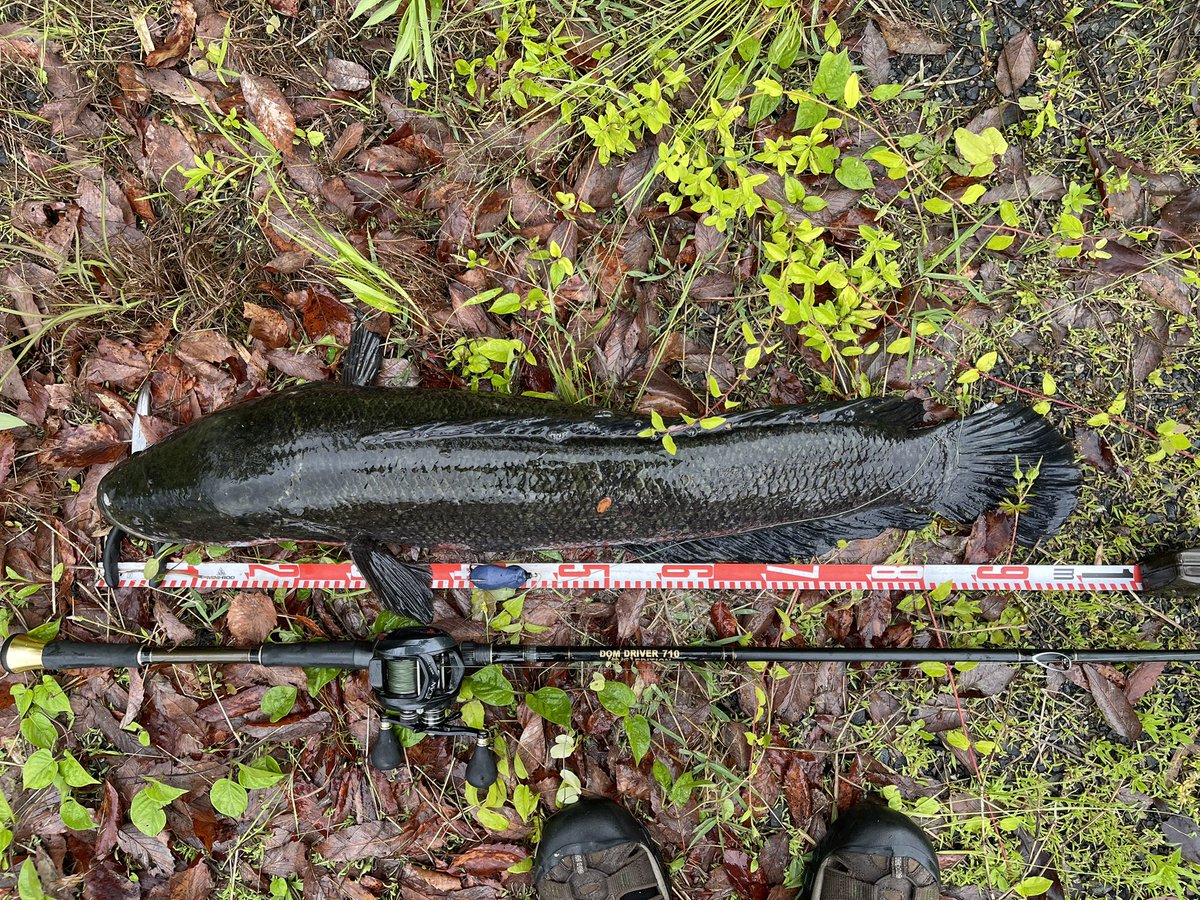 雷魚大物釣師スーパーぎょマン代々木三冠 tweet media