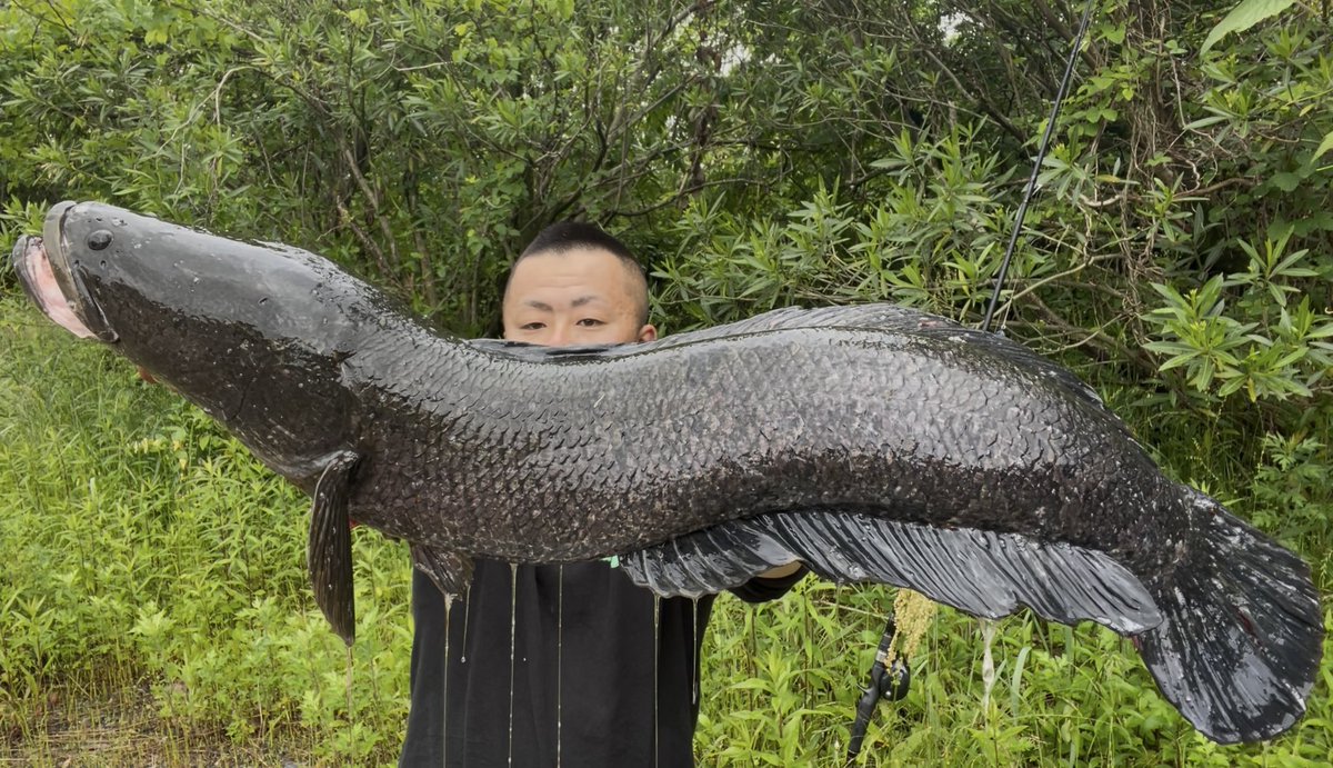 雷魚大物釣師スーパーぎょマン代々木三冠 tweet media