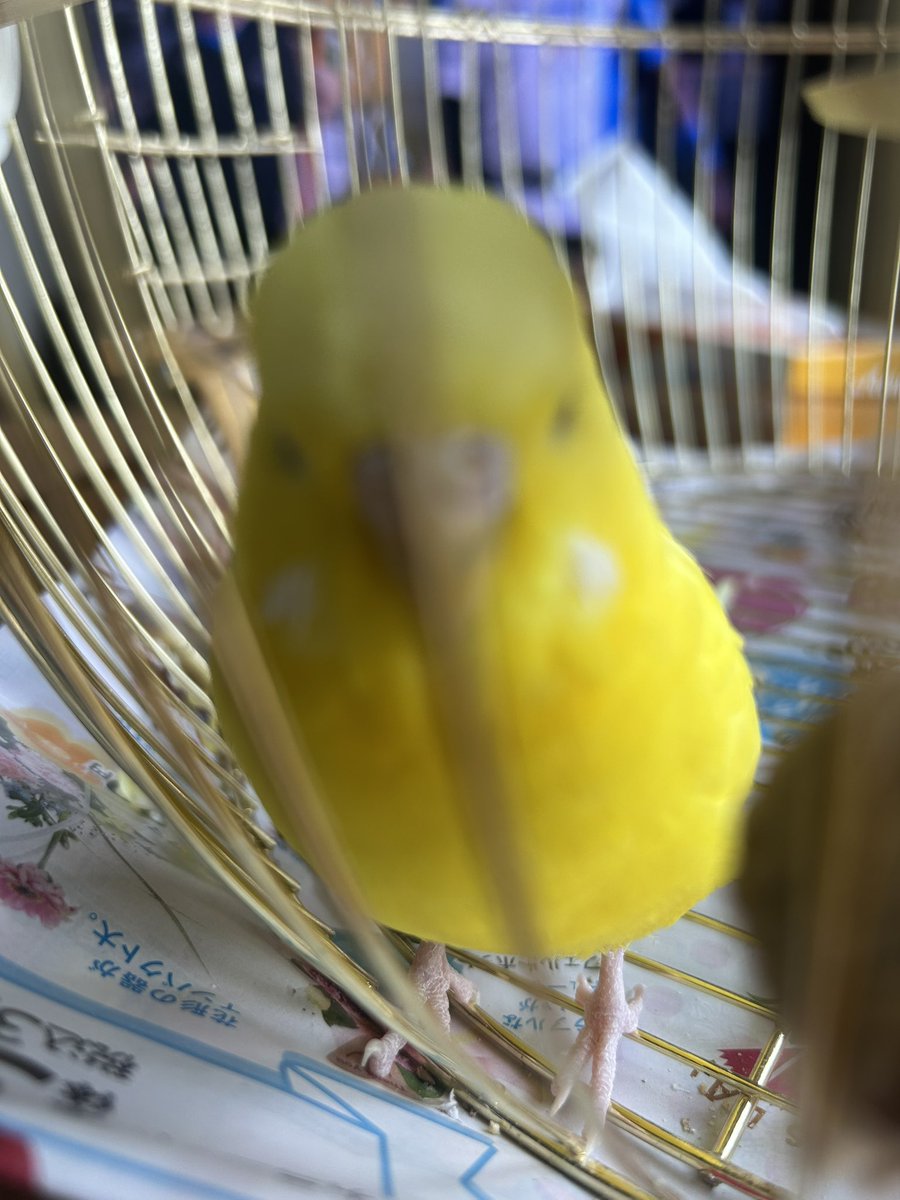 おにぎり tweet media