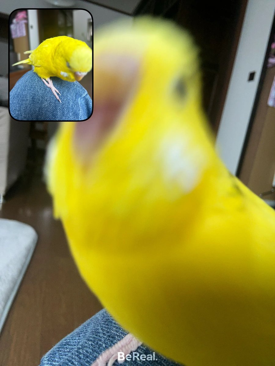 おにぎり tweet media