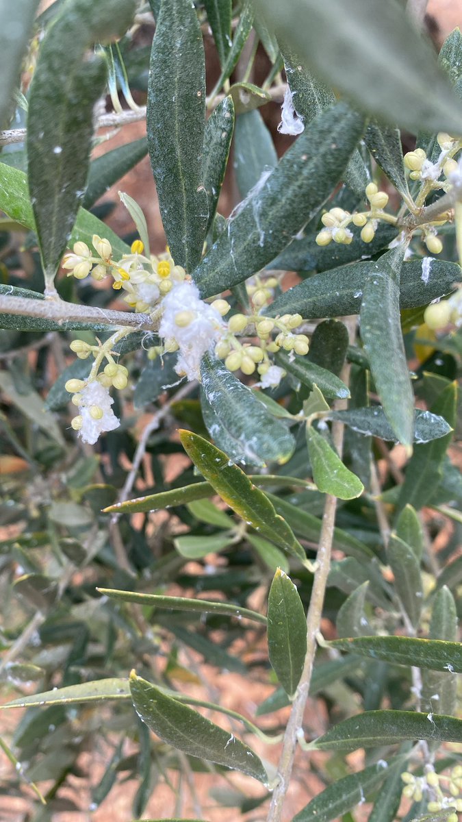 #AgropopularExpoliva Buenos días desde Cordoba con día soleado, empiezan a subir las temperaturas. Vamos a intentar salvar las cebollas del mildiu. La respuesta es Jaen