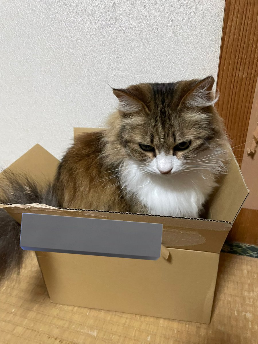 neconeco_8's tweet photo. 箱大好きにゃんこ♡
 #猫好きさんと繋がりたい
 #猫のいる暮らし https://t.co/O37MLWaUJb