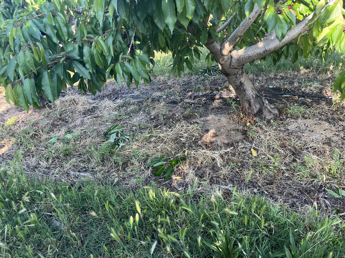 PenaFrancesc's tweet photo. Moltes gràcies @mossos @interiorcat @interiorgob per la feina no feta!
#Robatoris #BaixSegre #Seròs @AjGranjaEscarp @aj_Aitona @agriculturacat https://t.co/YLtbwZRKQM