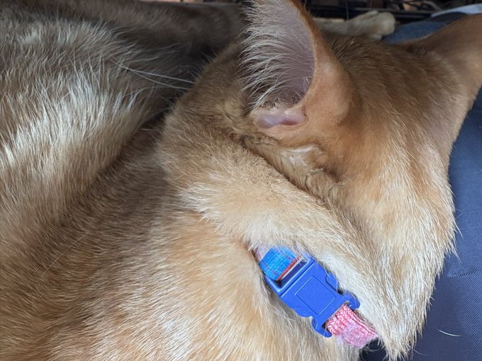 こんな日はにゅーねこしとすやりんこするのがいい 