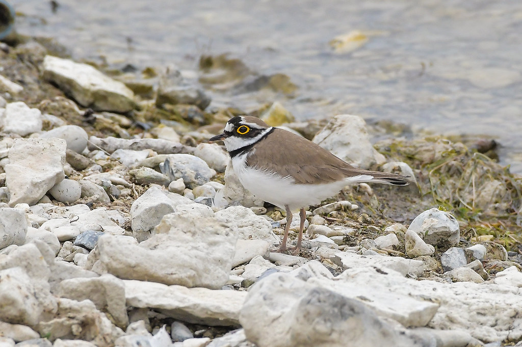 Little ringed plover, Wilstone.