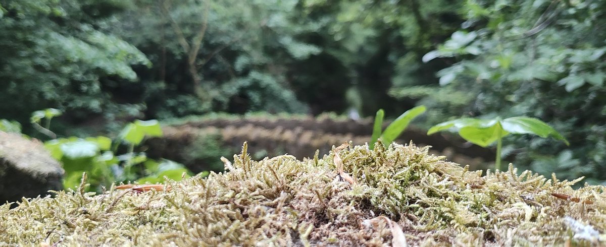 Jesmond Dene parkrun tweet media