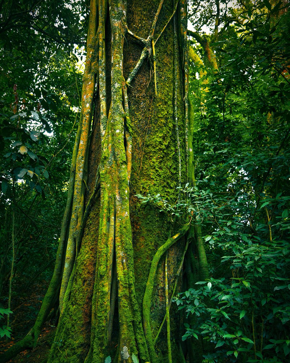 image_rw's tweet photo. Rwanda is a true sanctuary of lush forests and vibrant biodiversity, where a deep commitment to conservation has preserved the country’s stunning natural landscapes. 
#ImagingRwanda #VisitRwanda #RwandaToTheWorld #AuthenticRwanda

📸 J.M.Wild, M.Michel, I. Ishimwe https://t.co/PpTHT12xaD
