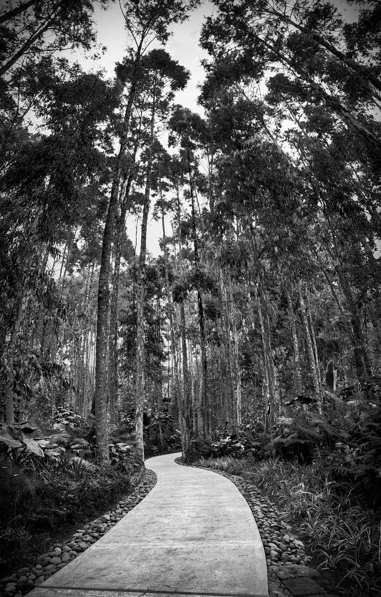 image_rw's tweet photo. Rwanda is a true sanctuary of lush forests and vibrant biodiversity, where a deep commitment to conservation has preserved the country’s stunning natural landscapes. 
#ImagingRwanda #VisitRwanda #RwandaToTheWorld #AuthenticRwanda

📸 J.M.Wild, M.Michel, I. Ishimwe https://t.co/PpTHT12xaD