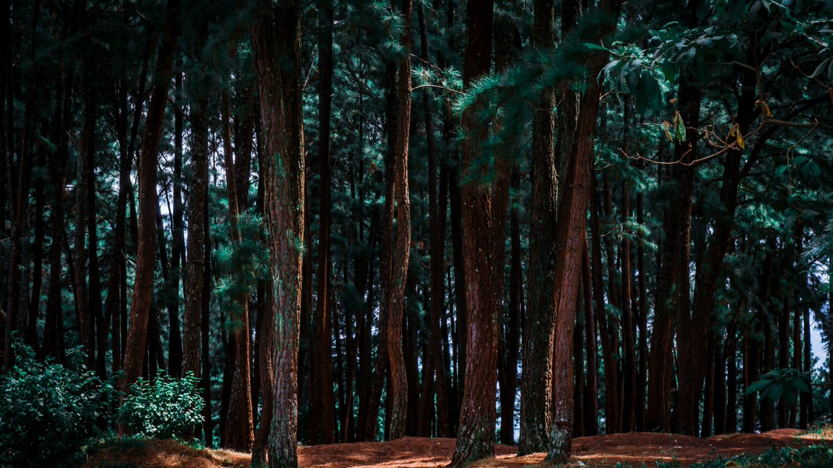 image_rw's tweet photo. Rwanda is a true sanctuary of lush forests and vibrant biodiversity, where a deep commitment to conservation has preserved the country’s stunning natural landscapes. 
#ImagingRwanda #VisitRwanda #RwandaToTheWorld #AuthenticRwanda

📸 J.M.Wild, M.Michel, I. Ishimwe https://t.co/PpTHT12xaD