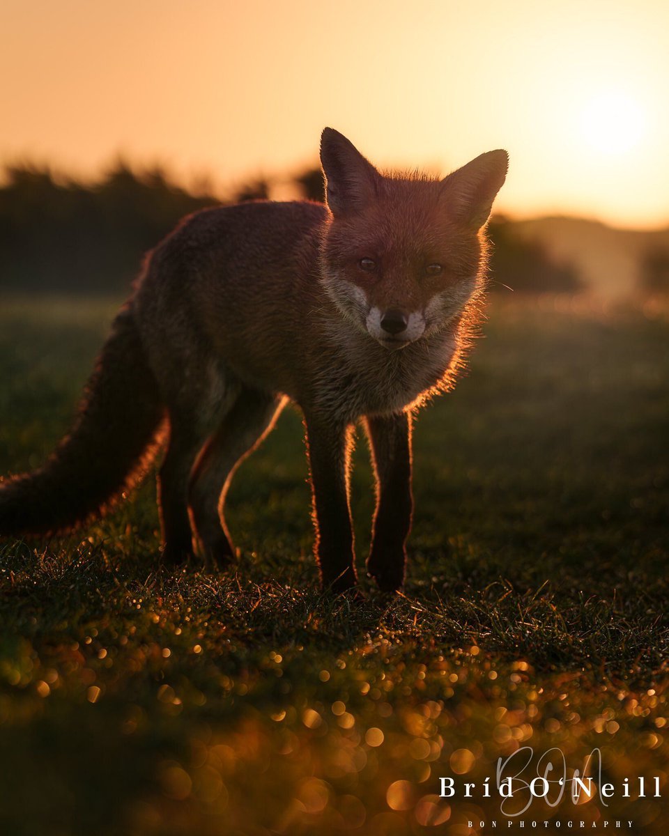 Chris Packham (@chrisgpackham) on Twitter photo I like the light in this one ! Thank you to <a href="/NeillBrid/">Brid O'Neill (BON Photography)</a> for this morning's #foxoftheday I like the light in this one ! Thank you to <a href="/NeillBrid/">Brid O'Neill (BON Photography)</a> for this morning's #foxoftheday